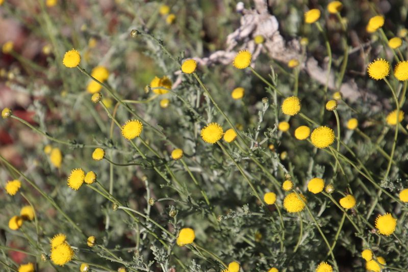 Pentzia peduncularis, photographed by Tony Rebelo