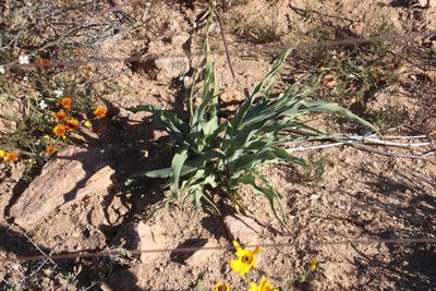 Veltheimia capensis, photographed by Tony Rebelo