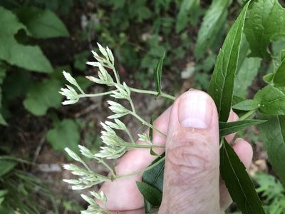 Eupatorium album, photographed by Alan Weakley
