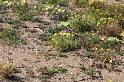 Oxalis copiosa, photographed by Tony Rebelo