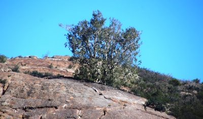 Ficus cordata, photographed by Tony Rebelo