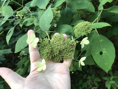 Hydrangea radiata, photographed by Alan Weakley