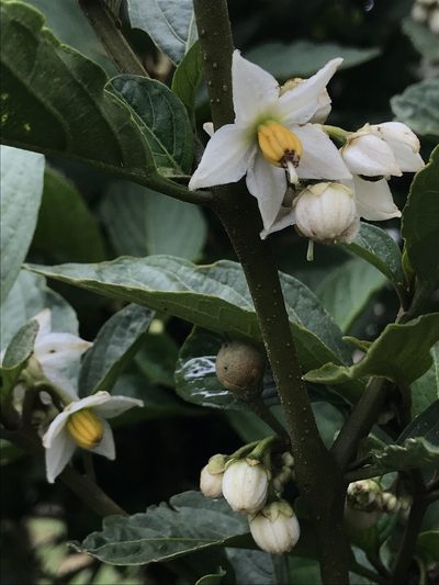 Solanum cornifolium, photographed by Nicolás Baresch Uribe