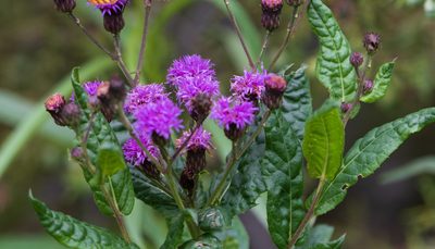 Vernonia greggii, photographed by danygl