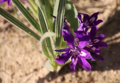Babiana curviscapa, photographed by Tony Rebelo
