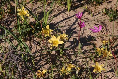 Romulea citrina, photographed by Tony Rebelo