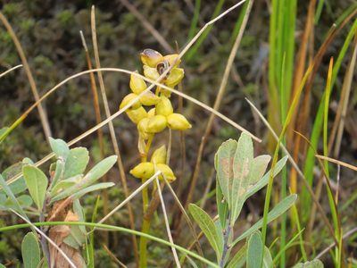 Scheuchzeria palustris, photographed by Howard Williams