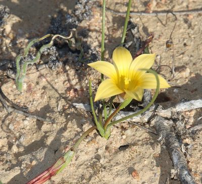 Romulea citrina, photographed by Tony Rebelo