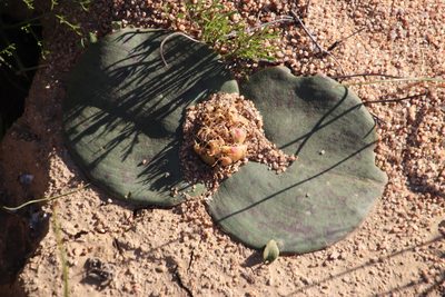 Massonia depressa, photographed by Tony Rebelo
