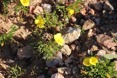Oxalis namaquana, photographed by Tony Rebelo