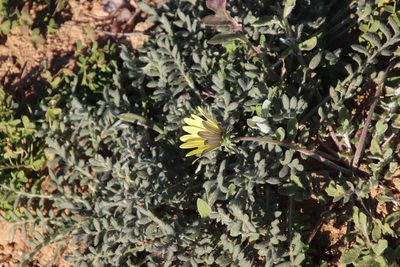 Gazania leiopoda, photographed by Tony Rebelo