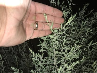 Ambrosia eriocentra, photographed by CK2AZ