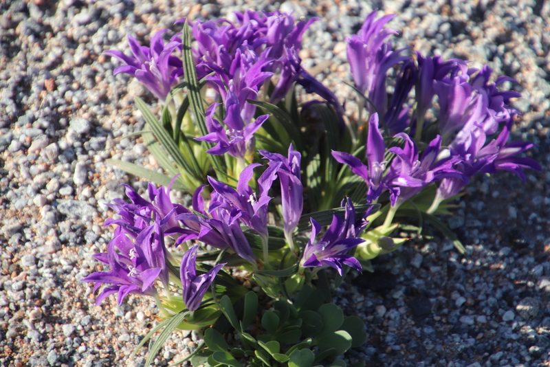 Babiana curviscapa, photographed by Tony Rebelo
