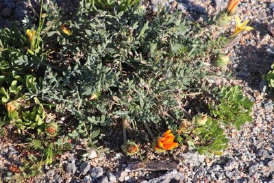 Gazania leiopoda, photographed by Tony Rebelo