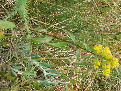 Solidago uliginosa, photographed by Howard Williams