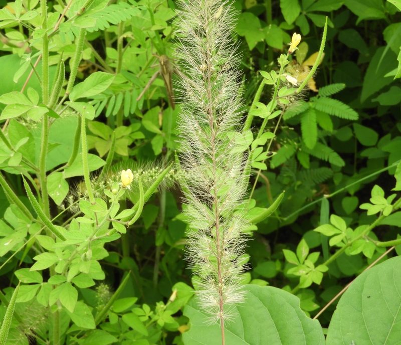 Setaria liebmannii, photographed by Francisco Farriols Sarabia