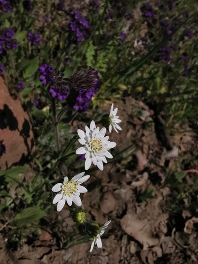 Leucheria oligocephala, photographed by Aira Francisca Faúndez Fallau