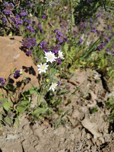 Leucheria oligocephala, photographed by Aira Francisca Faúndez Fallau