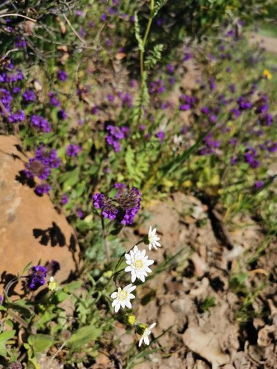 Leucheria oligocephala, photographed by Aira Francisca Faúndez Fallau