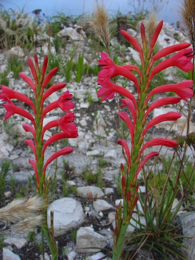 Watsonia paucifolia, photographed by Jean-Paul Boerekamps