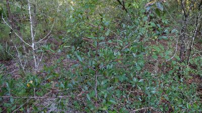 Sideroxylon tenax, photographed by Valerie Anderson