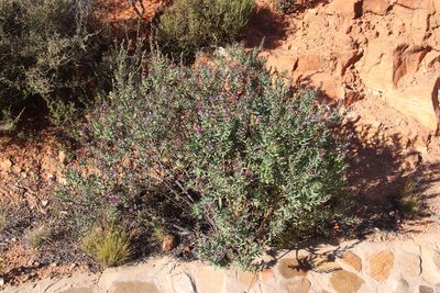 Lobostemon laevigatus, photographed by Tony Rebelo