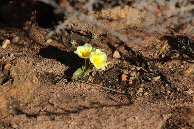 Moraea luteoalba, photographed by Tony Rebelo