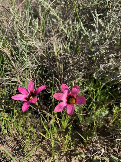 Romulea cruciata, photographed by Dave Richardson