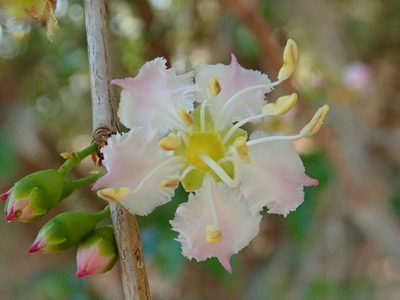 Mouriri guianensis, photographed by Tsssss