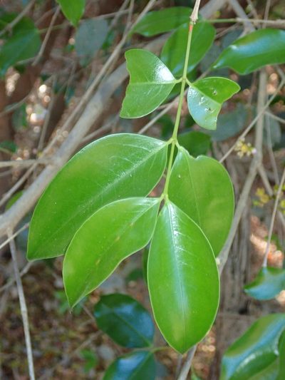 Mouriri guianensis, photographed by Tsssss