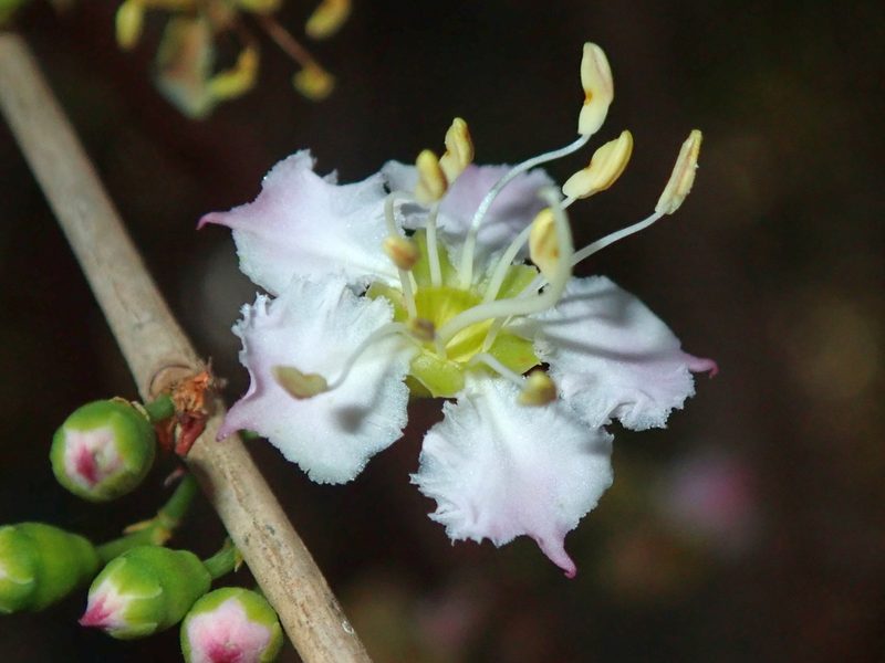 Mouriri guianensis, photographed by Tsssss