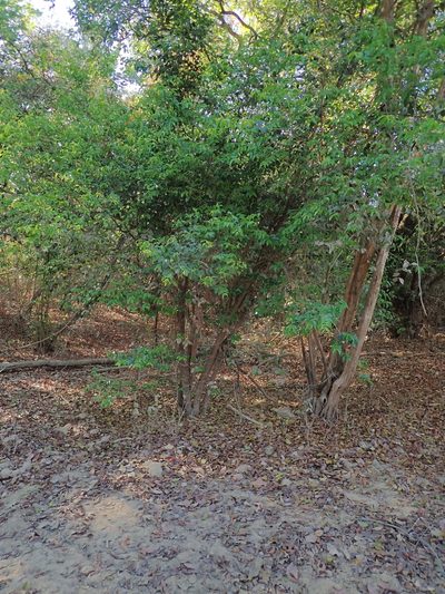 Mouriri guianensis, photographed by Tsssss