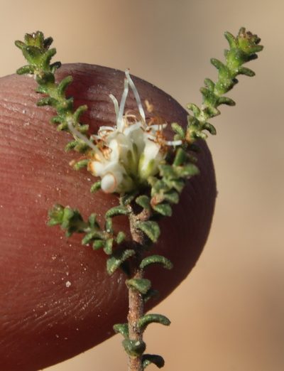 Macrostylis squarrosa, photographed by Tony Rebelo