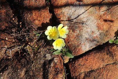 Moraea luteoalba, photographed by Tony Rebelo