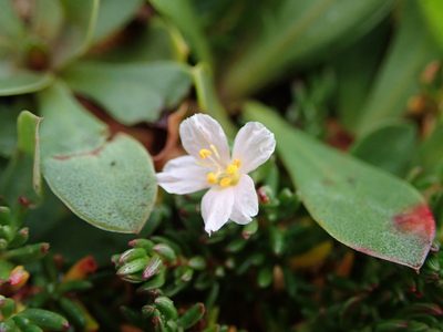 Frankenia laevis, photographed by Paul Cook