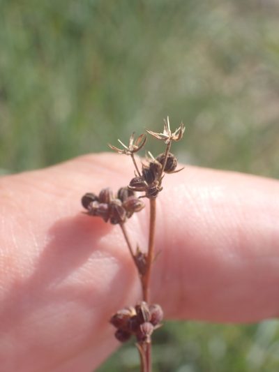 Bupleurum tenuissimum, photographed by Robert H. Wardell