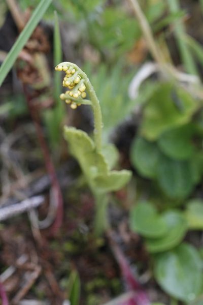Botrychium neolunaria, photographed by J Straka