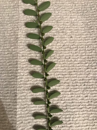 Phyllanthus evanescens, photographed by Blake Bringhurst