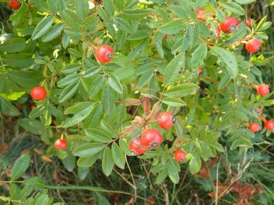 Rosa virginiana, photographed by Lynn Harper