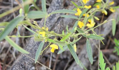 Rhynchosia senna, photographed by saltyhiker