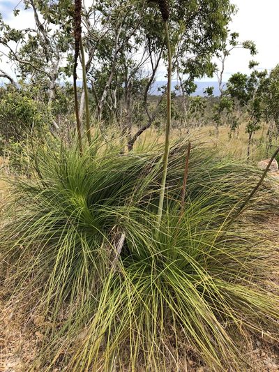 Xanthorrhoea latifolia, photographed by elawrey