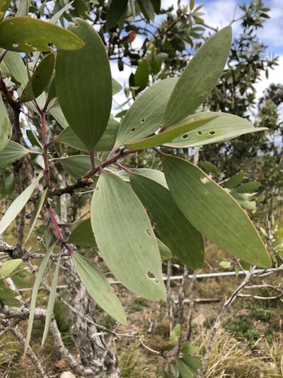 Melaleuca viridiflora, photographed by elawrey