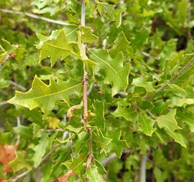 Quercus vaseyana, photographed by saltyhiker