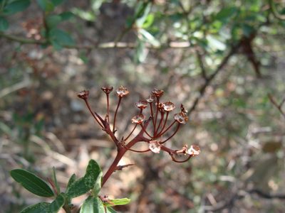 Ceanothus buxifolius, photographed by Alexis López Hernández