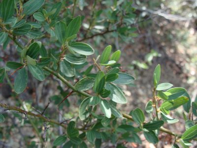 Ceanothus buxifolius, photographed by Alexis López Hernández