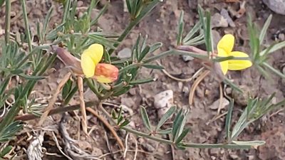 Acmispon wrightii, photographed by Craig Martin