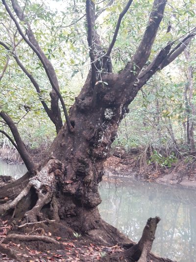 Mora oleifera, photographed by keesgroenendijk