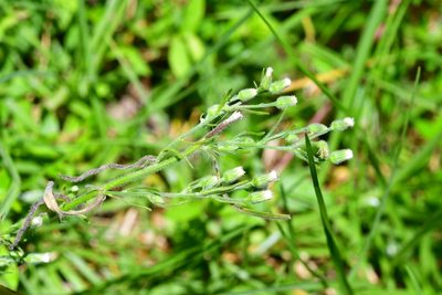 Laennecia sophiifolia, photographed by Neptalí Ramírez Marcial