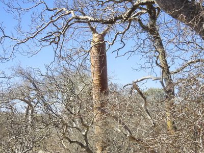 Adansonia fony, photographed by Seig