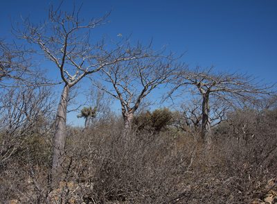 Adansonia fony, photographed by Seig